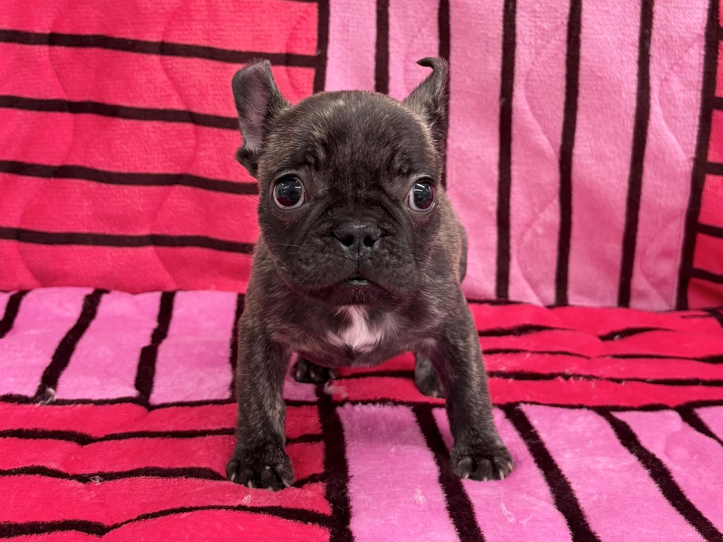 愛知県のフレンチブルドッグ (ハピースペット春日井アミーゴ店/2025年11月9日生まれ/女の子/ブリンドル)の子犬の1枚目の画像