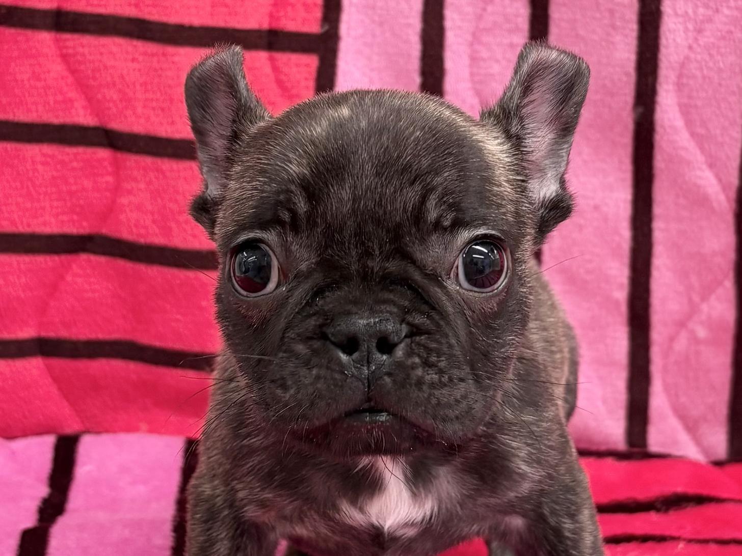 愛知県のフレンチブルドッグ (ハピースペット春日井アミーゴ店/2025年11月9日生まれ/女の子/ブリンドル)の子犬の2枚目の画像