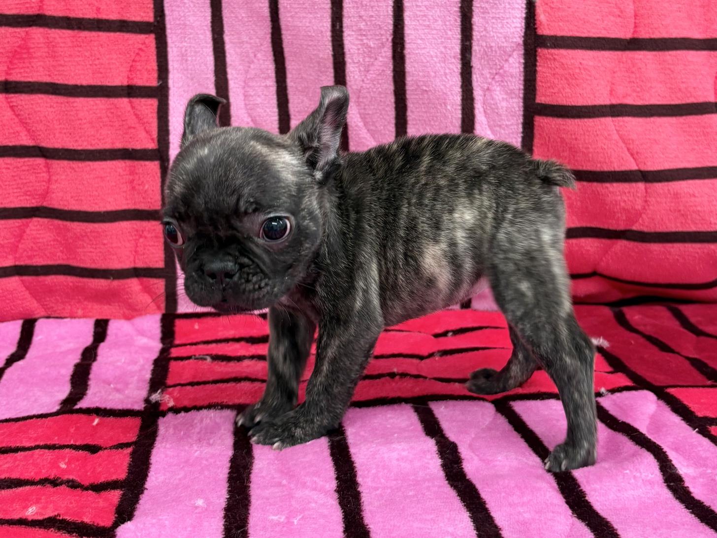 愛知県のフレンチブルドッグ (ハピースペット春日井アミーゴ店/2025年11月9日生まれ/女の子/ブリンドル)の子犬の3枚目の画像