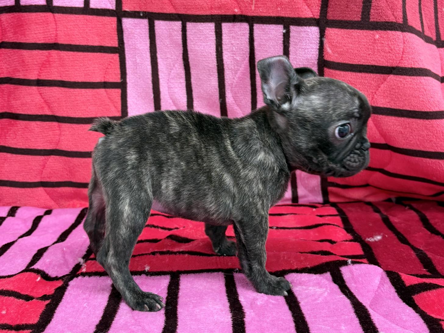 愛知県のフレンチブルドッグ (ハピースペット春日井アミーゴ店/2025年11月9日生まれ/女の子/ブリンドル)の子犬の4枚目の画像