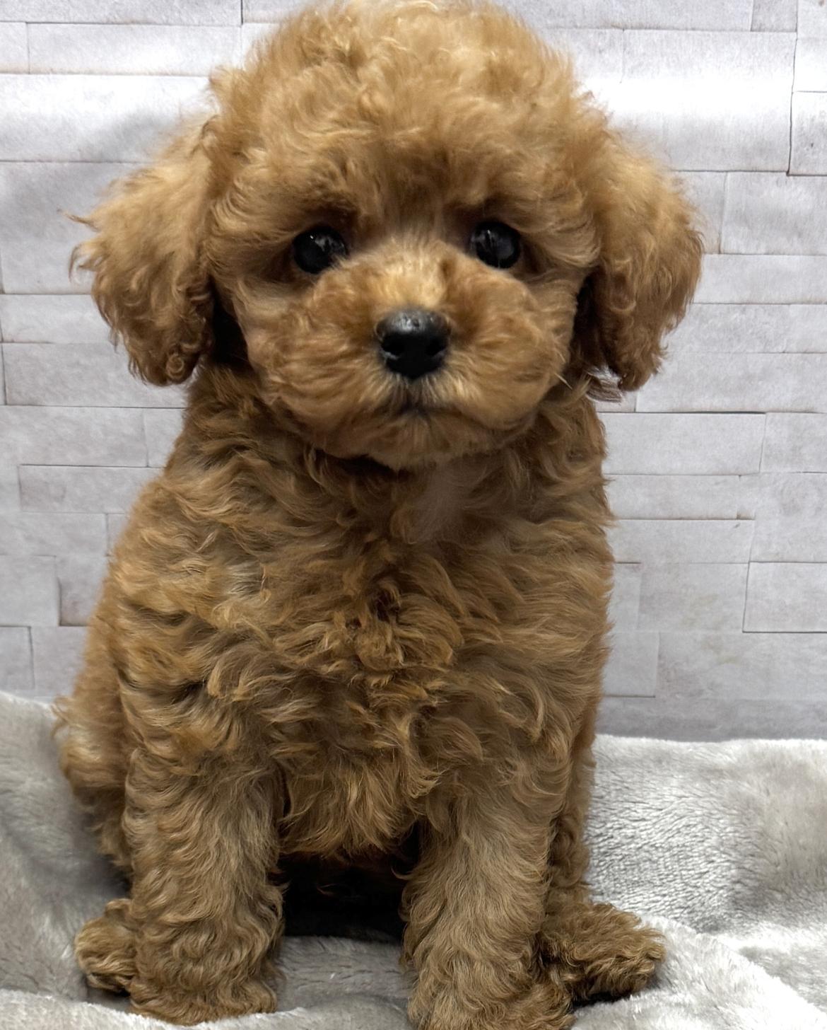 岐阜県のトイプードル(トイ) (ペットプラザ岐阜店/2026年6月20日生まれ/男の子/レッド)の子犬