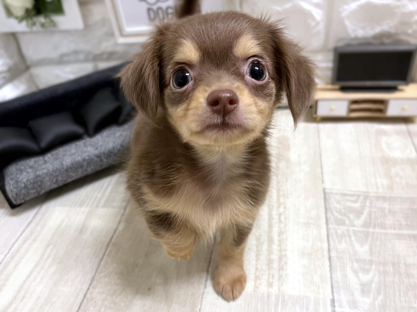 和歌山県のチワックス(チワワ×ダックス) (DOGMAN和歌山中之島店/2026年1月25日生まれ/男の子/チョコレートタン)の子犬の1枚目の画像