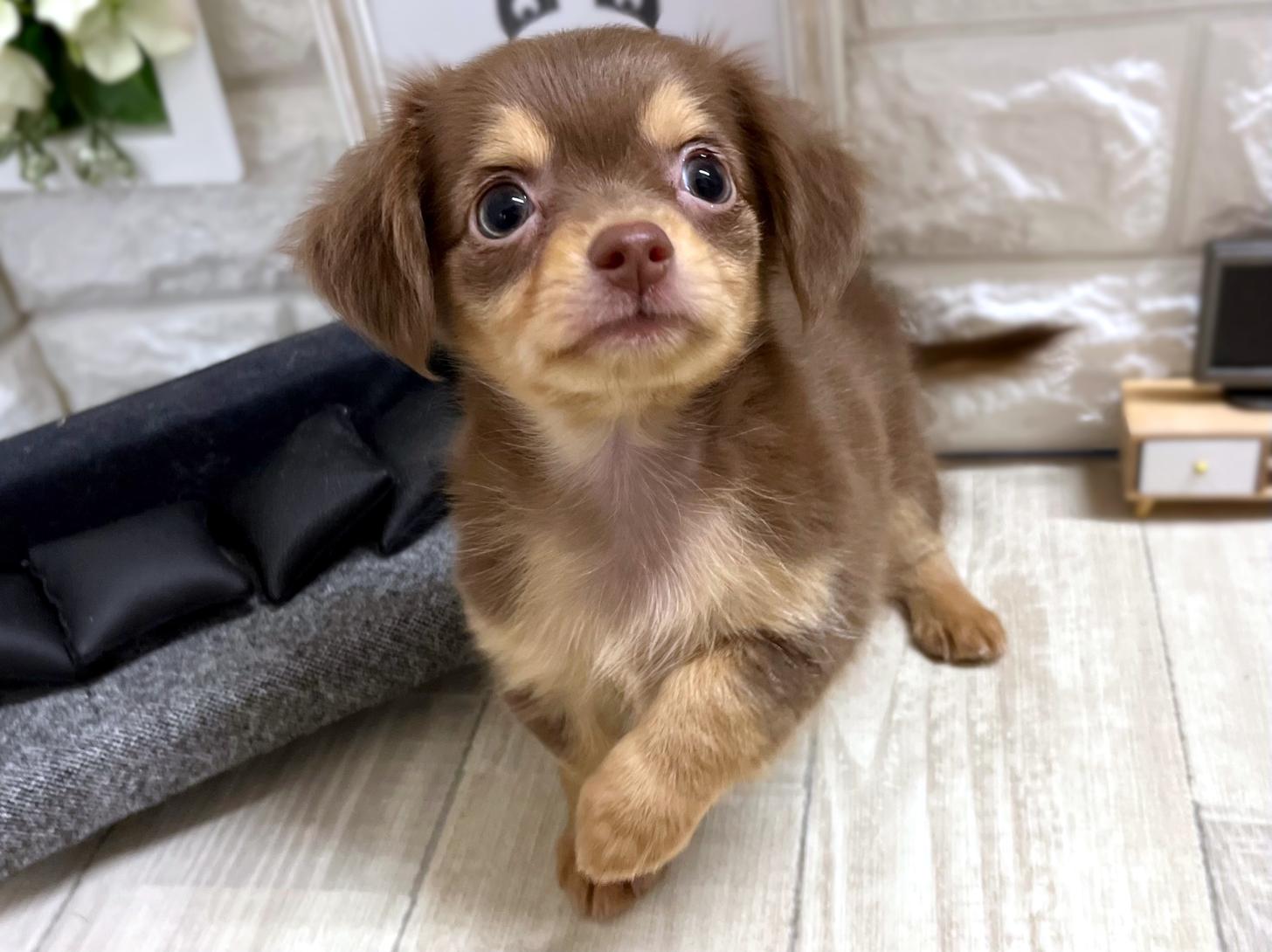 和歌山県のチワックス(チワワ×ダックス) (DOGMAN和歌山中之島店/2026年1月25日生まれ/男の子/チョコレートタン)の子犬の2枚目の画像