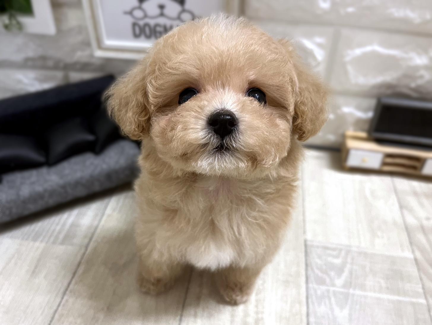 和歌山県のビションプー(ビションフリーゼ×プードル) (DOGMAN和歌山中之島店/2026年1月5日生まれ/男の子/アプリコット)の子犬の1枚目の画像