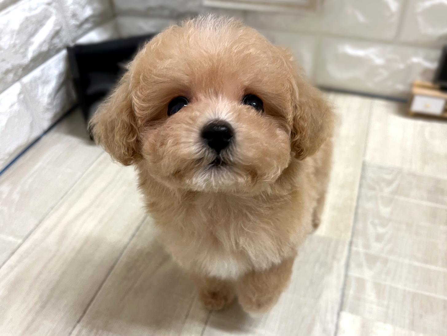 和歌山県のビションプー(ビションフリーゼ×プードル) (DOGMAN和歌山中之島店/2026年1月5日生まれ/男の子/アプリコット)の子犬の2枚目の画像