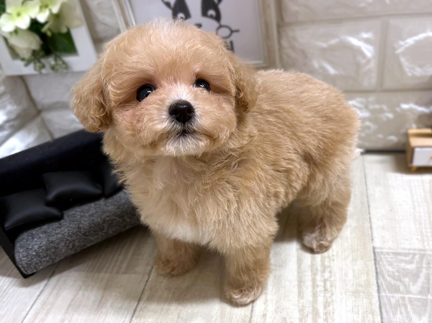 和歌山県のビションプー(ビションフリーゼ×プードル) (DOGMAN和歌山中之島店/2026年1月5日生まれ/男の子/アプリコット)の子犬の3枚目の画像