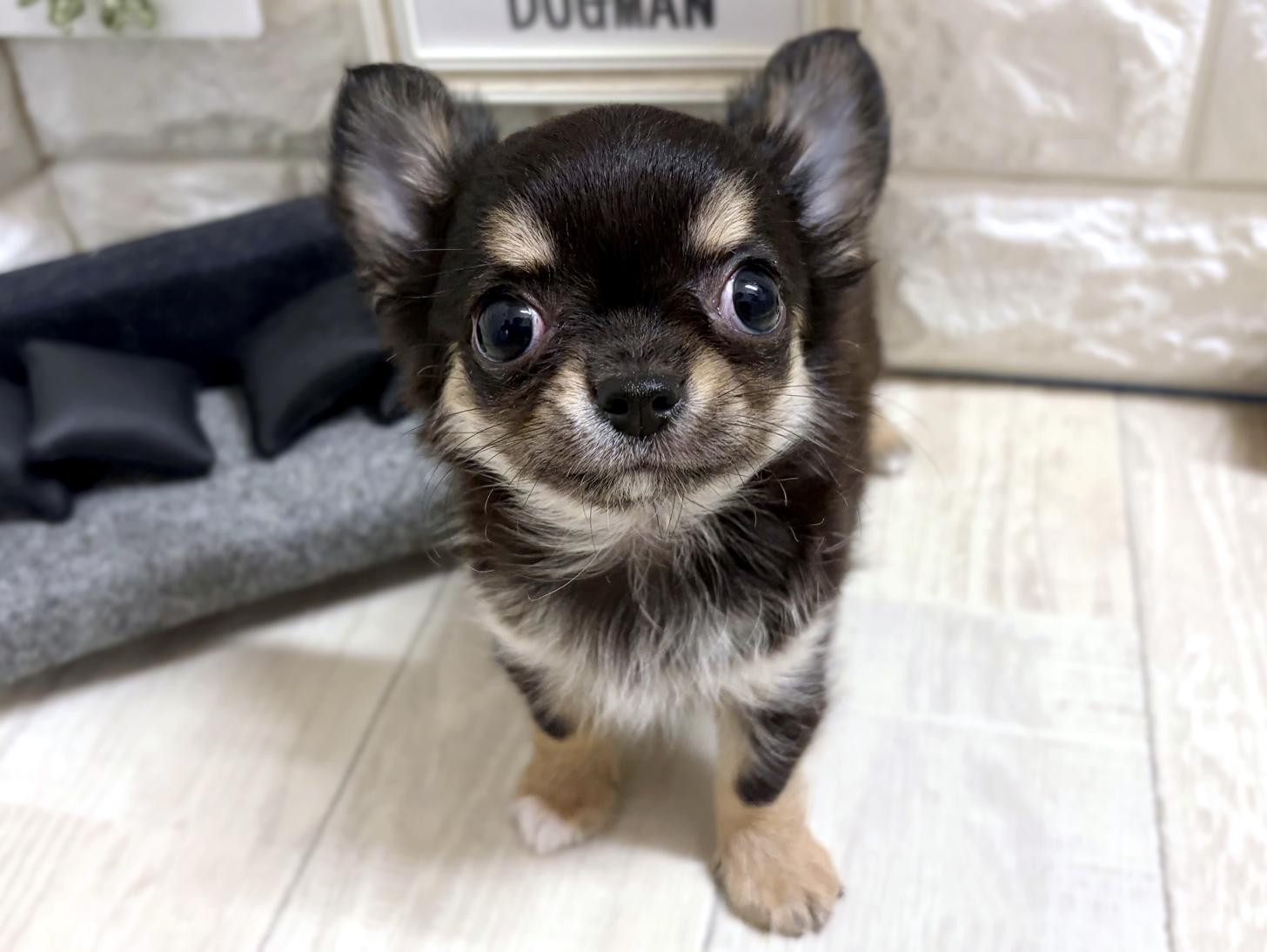 和歌山県のチワワ(ロング) (DOGMAN和歌山中之島店/2026年5月9日生まれ/男の子/ブラッククリームホワイト)の子犬の1枚目の画像