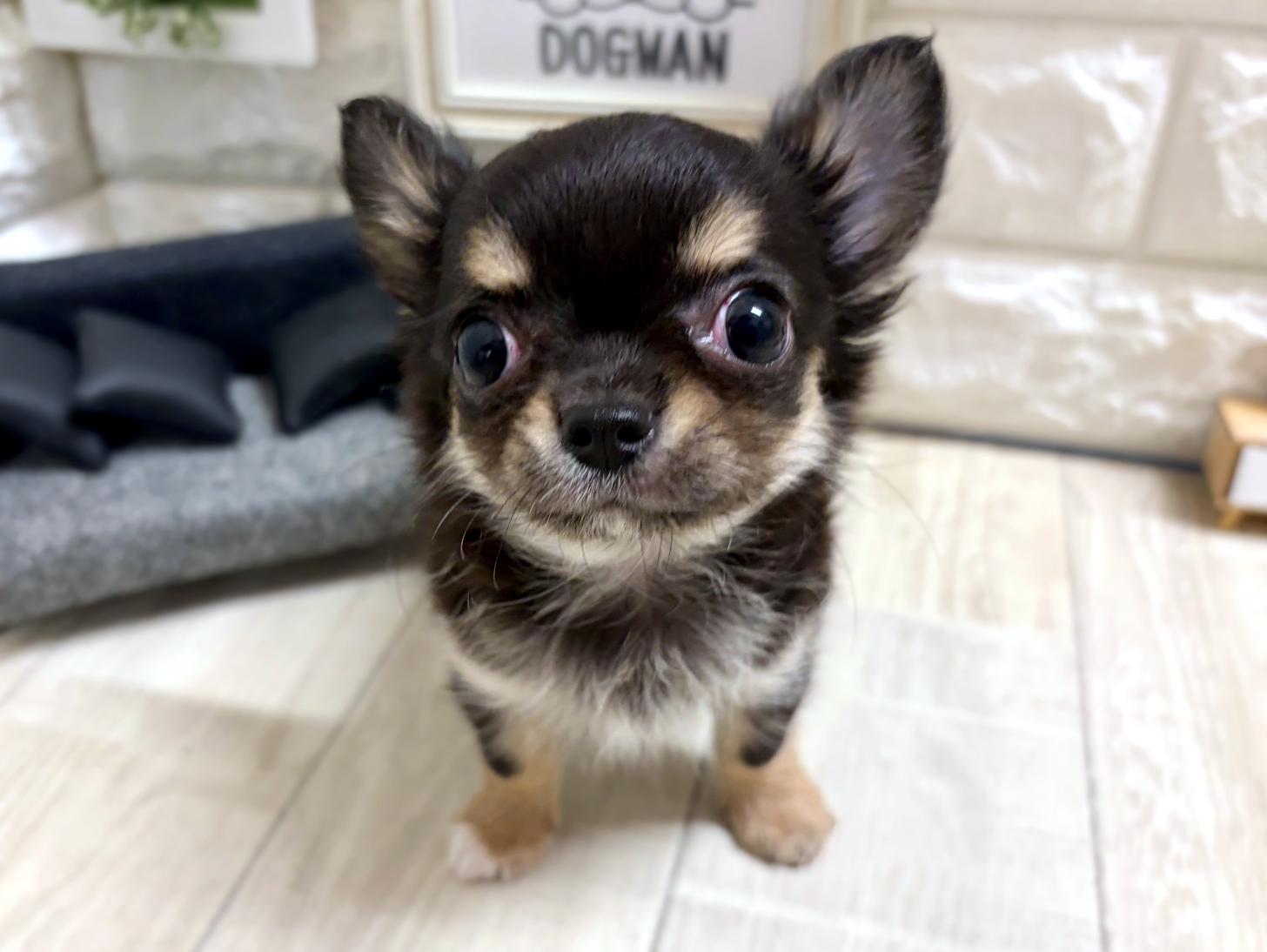 和歌山県のチワワ(ロング) (DOGMAN和歌山中之島店/2026年5月9日生まれ/男の子/ブラッククリームホワイト)の子犬の2枚目の画像