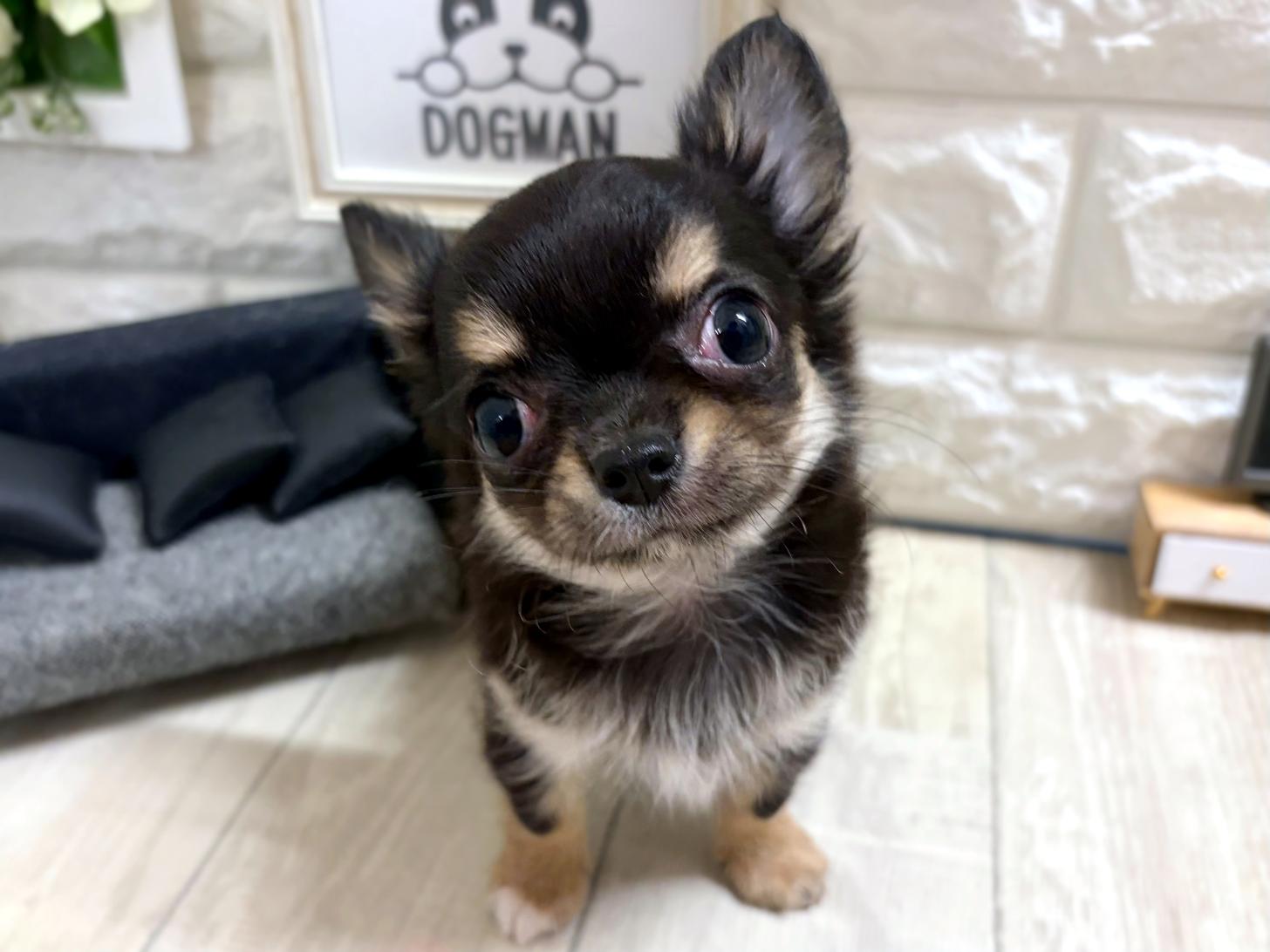 和歌山県のチワワ(ロング) (DOGMAN和歌山中之島店/2026年5月9日生まれ/男の子/ブラッククリームホワイト)の子犬の3枚目の画像