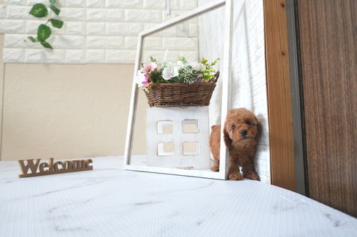 滋賀県のトイプードル(トイ) (いっぷく湖南店/2025年5月28日生まれ/女の子/レッドフォーン)の子犬の3枚目の画像