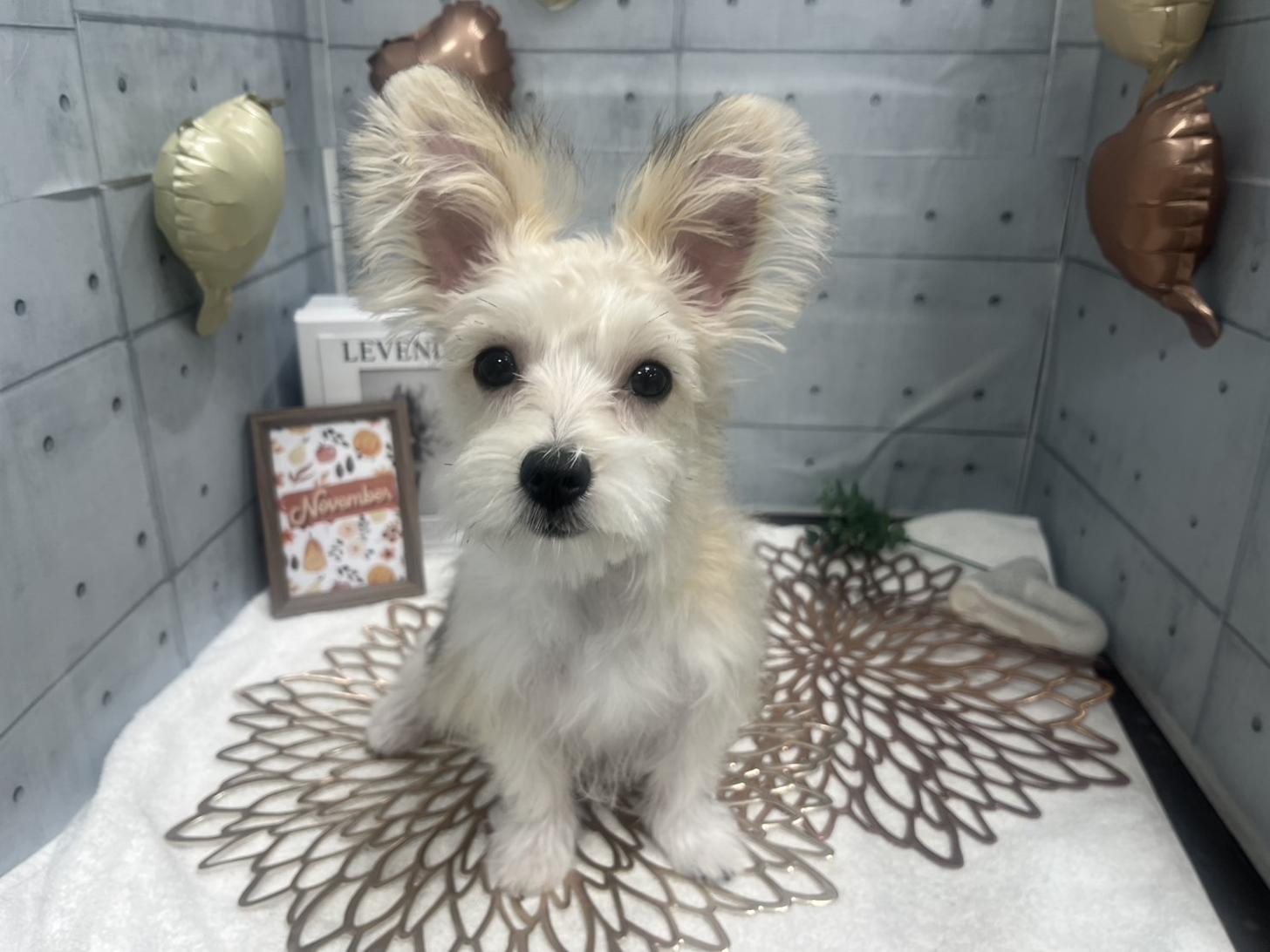 千葉県のマルキー/マルヨーキー(マルチーズ×ヨークシャーテリア) (ペピカあびこ店/2025年6月7日生まれ/女の子/フォーンホワイト)の子犬の4枚目の画像