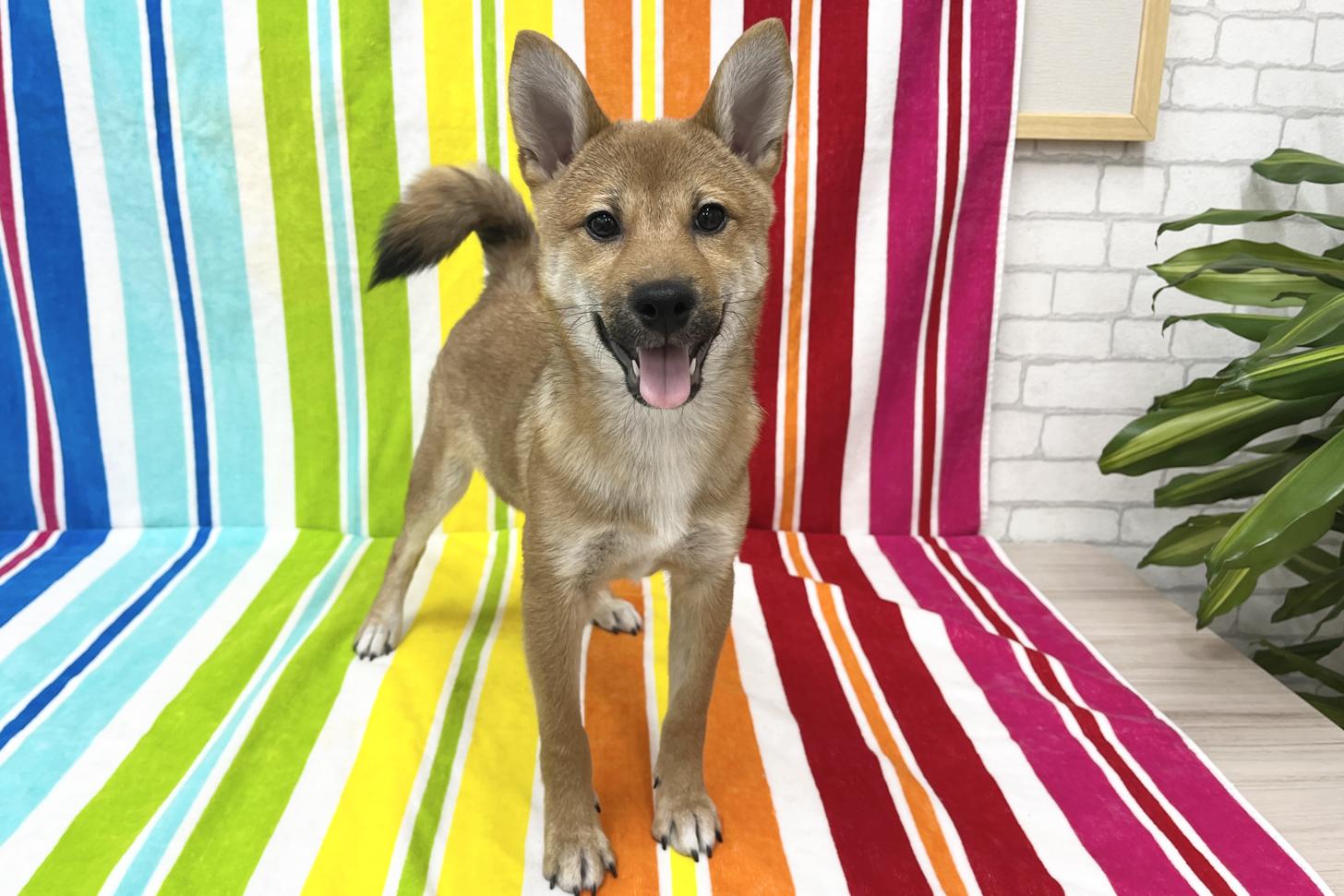 愛知県の柴犬(標準サイズ) (ハピースペット一宮三条アミーゴ店/2025年7月13日生まれ/男の子/赤)の子犬の1枚目の画像