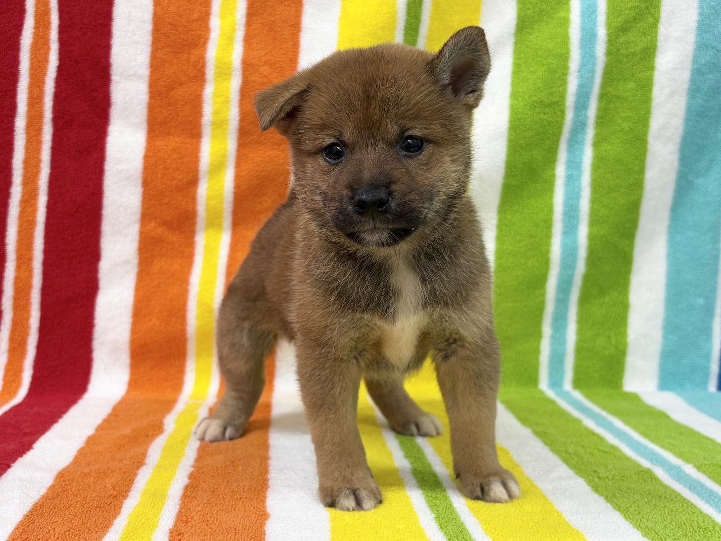 愛知県の柴犬(標準サイズ) (ハピースペット一宮三条アミーゴ店/2025年7月13日生まれ/男の子/赤)の子犬の1枚目の画像