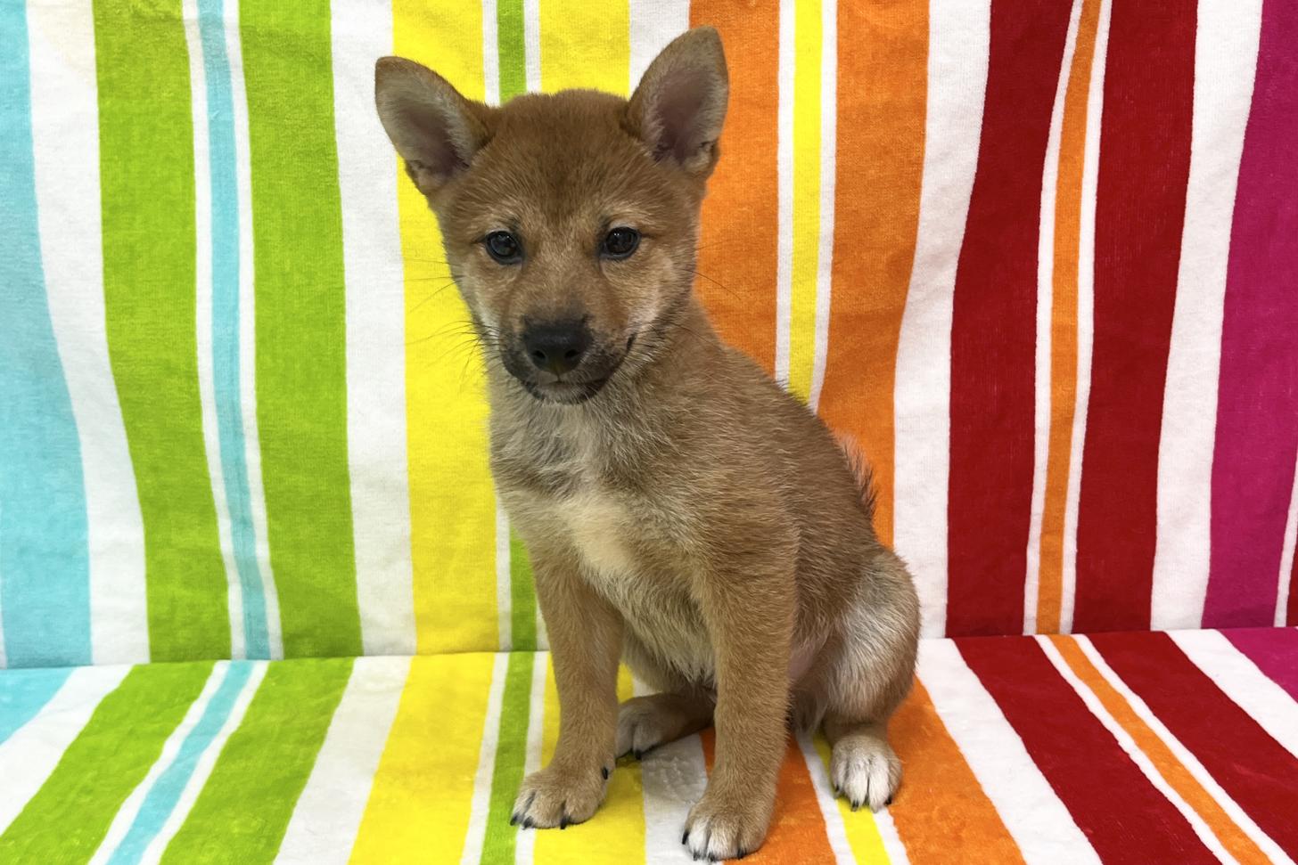 愛知県の柴犬(標準サイズ) (ハピースペット一宮三条アミーゴ店/2025年7月13日生まれ/男の子/赤)の子犬の1枚目の画像