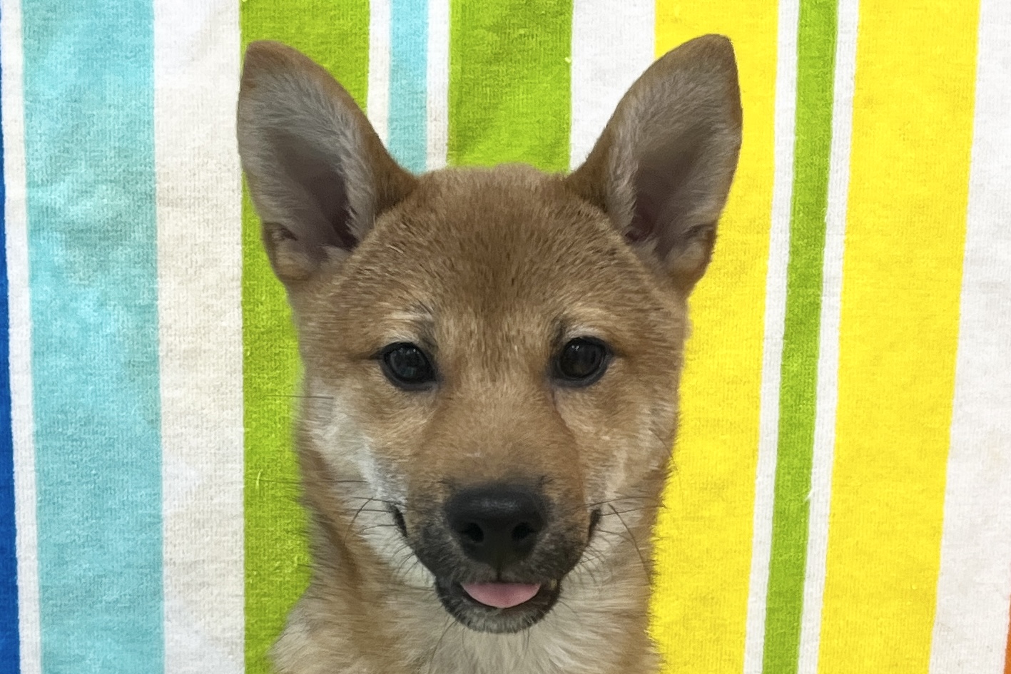 愛知県の柴犬(標準サイズ) (ハピースペット一宮三条アミーゴ店/2025年7月13日生まれ/男の子/赤)の子犬の2枚目の画像