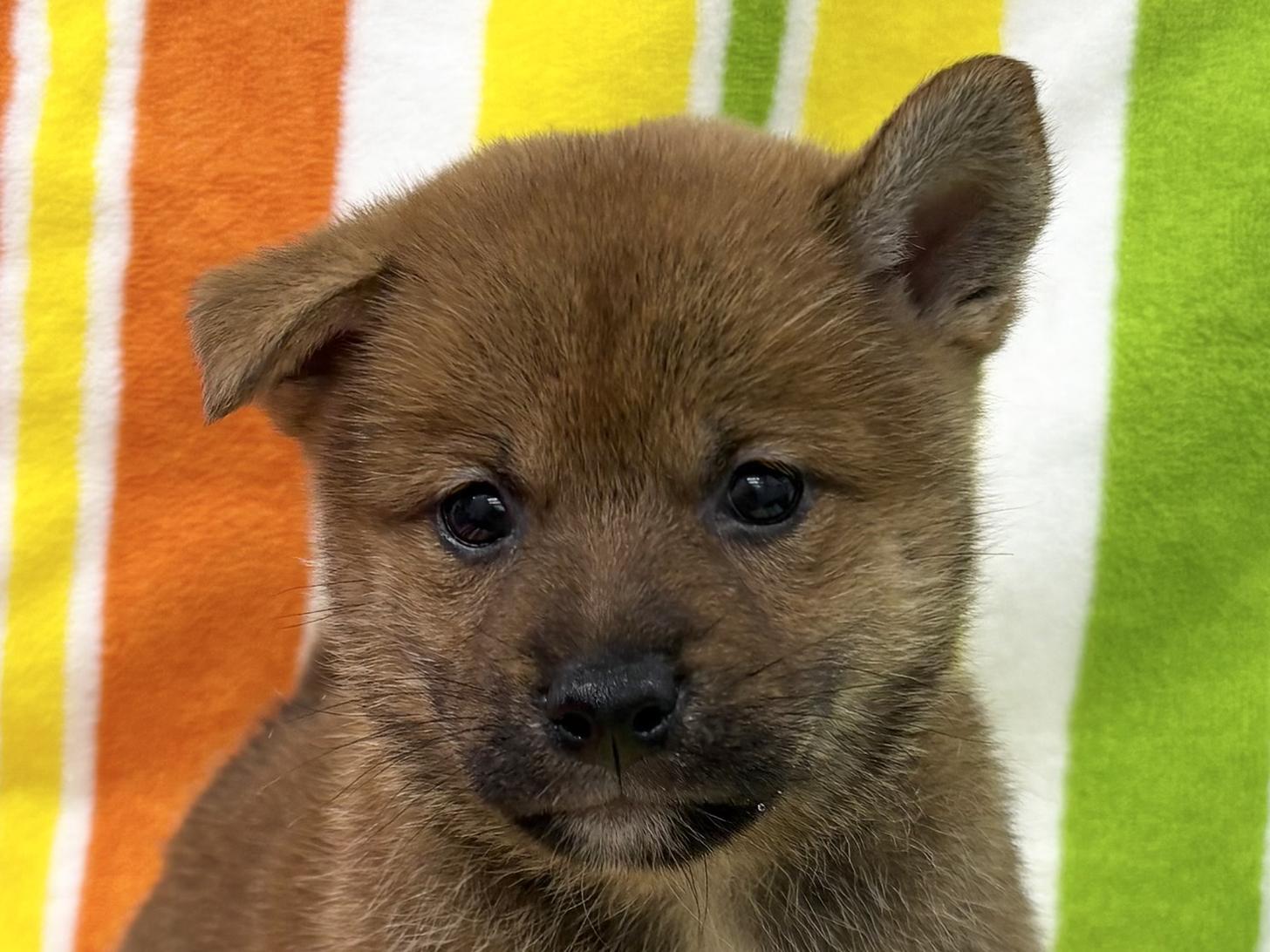 愛知県の柴犬(標準サイズ) (ハピースペット一宮三条アミーゴ店/2025年7月13日生まれ/男の子/赤)の子犬の2枚目の画像