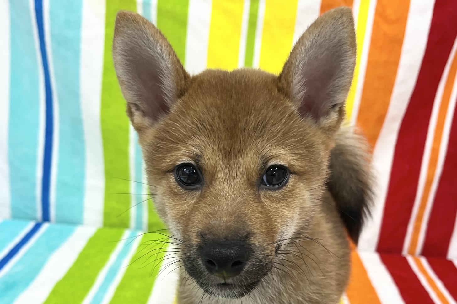 愛知県の柴犬(標準サイズ) (ハピースペット一宮三条アミーゴ店/2025年7月13日生まれ/男の子/赤)の子犬の2枚目の画像