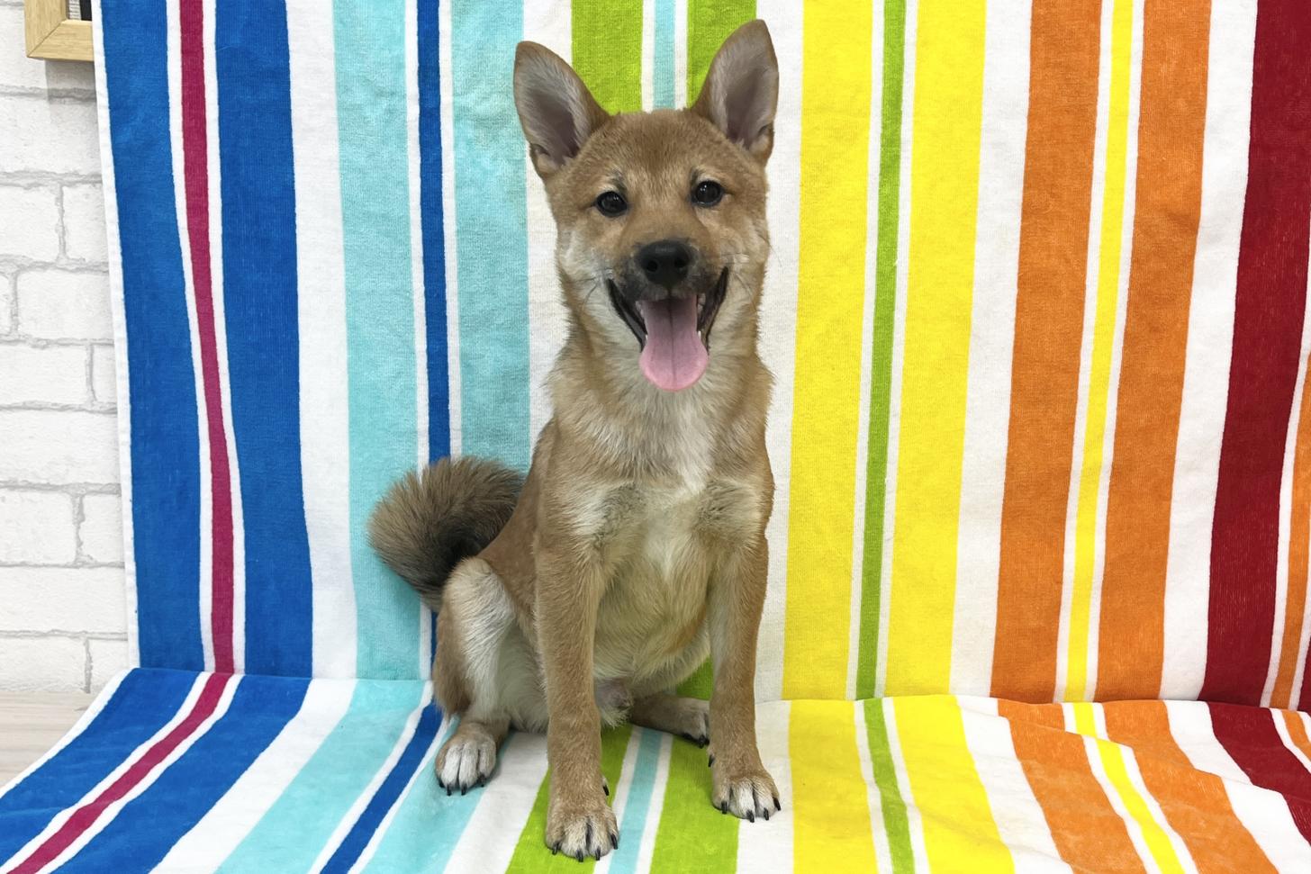 愛知県の柴犬(標準サイズ) (ハピースペット一宮三条アミーゴ店/2025年7月13日生まれ/男の子/赤)の子犬の3枚目の画像