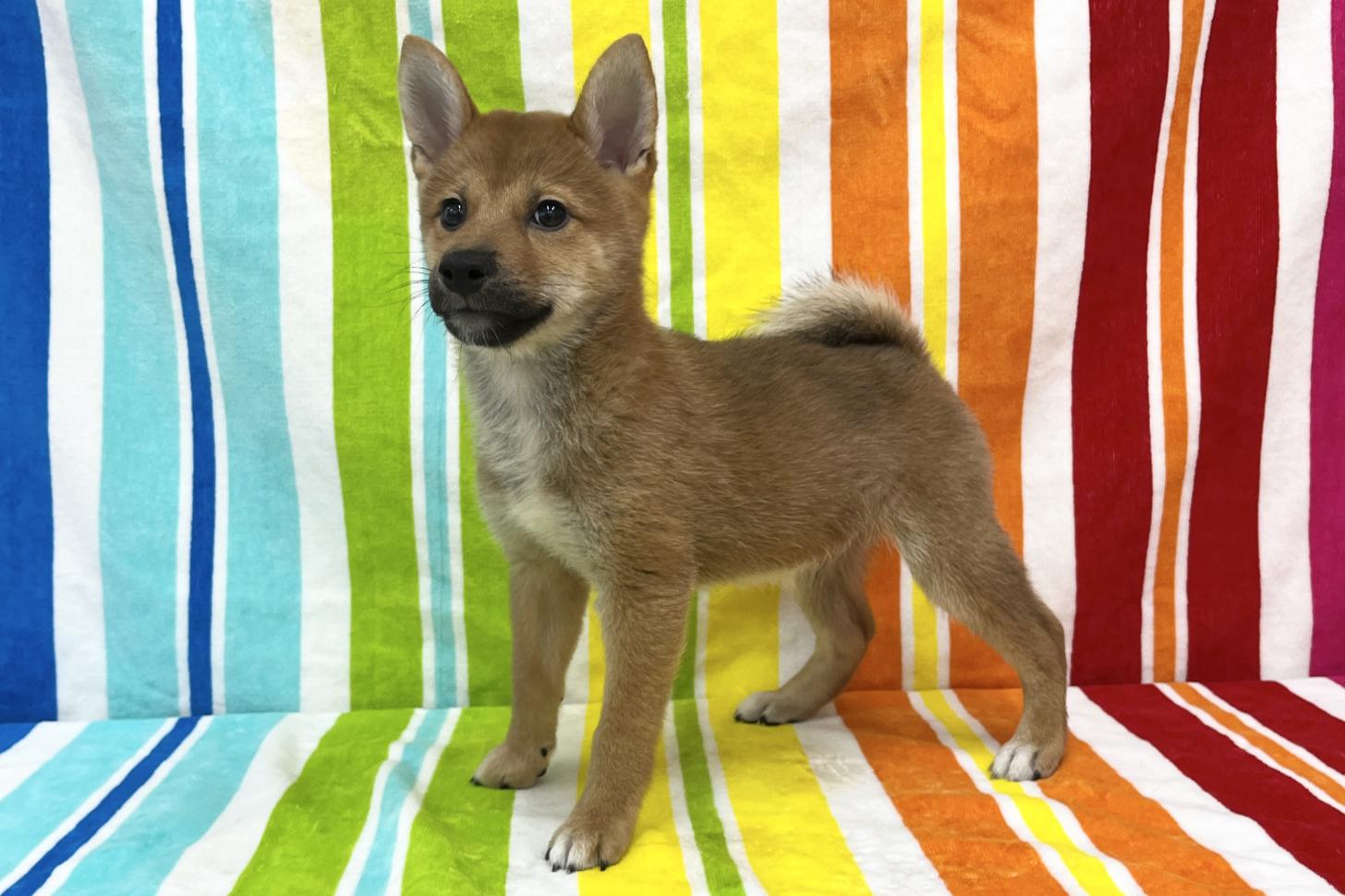 愛知県の柴犬(標準サイズ) (ハピースペット一宮三条アミーゴ店/2025年7月13日生まれ/男の子/赤)の子犬の3枚目の画像