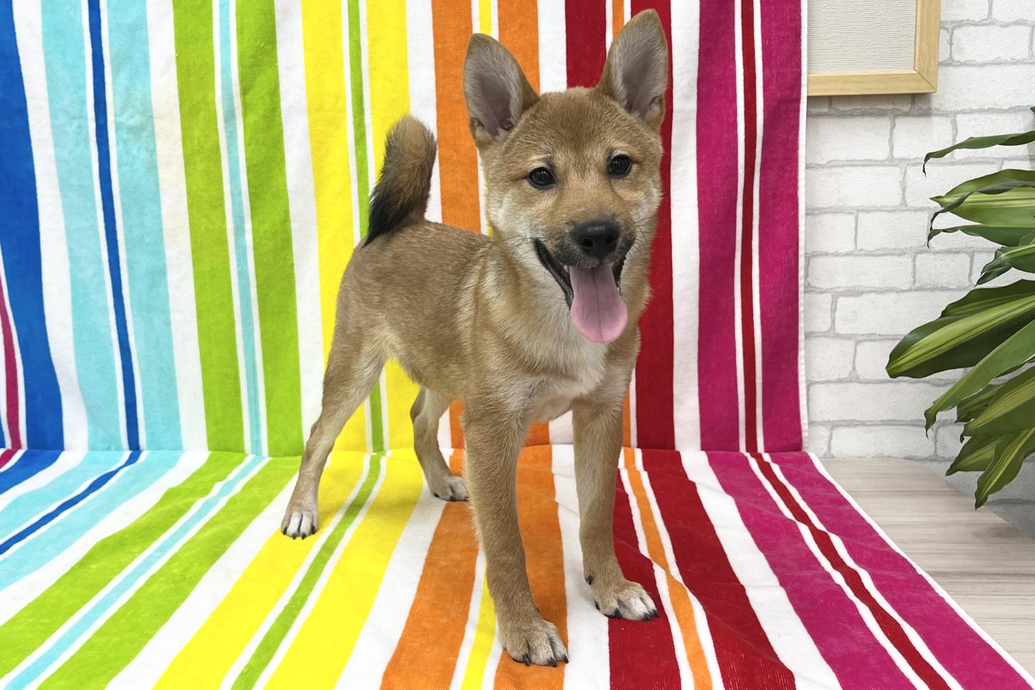 愛知県の柴犬(標準サイズ) (ハピースペット一宮三条アミーゴ店/2025年7月13日生まれ/男の子/赤)の子犬の4枚目の画像