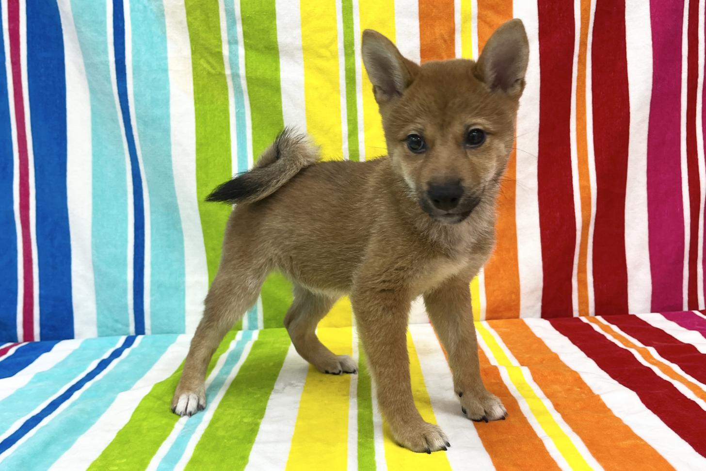 愛知県の柴犬(標準サイズ) (ハピースペット一宮三条アミーゴ店/2025年7月13日生まれ/男の子/赤)の子犬の4枚目の画像