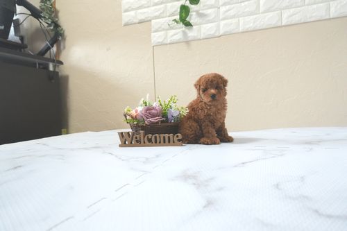 滋賀県のトイプードル(トイ) (いっぷく湖南店/2025年12月5日生まれ/女の子/レッドフォーン)の子犬の1枚目の画像