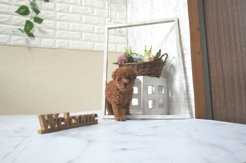 滋賀県のトイプードル(トイ) (いっぷく湖南店/2025年12月5日生まれ/女の子/レッドフォーン)の子犬の2枚目の画像