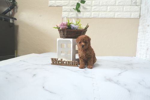 滋賀県のトイプードル(トイ) (いっぷく湖南店/2025年12月5日生まれ/女の子/レッドフォーン)の子犬の3枚目の画像