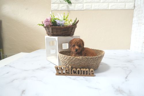 滋賀県のトイプードル(トイ) (いっぷく湖南店/2025年12月5日生まれ/女の子/レッドフォーン)の子犬の4枚目の画像