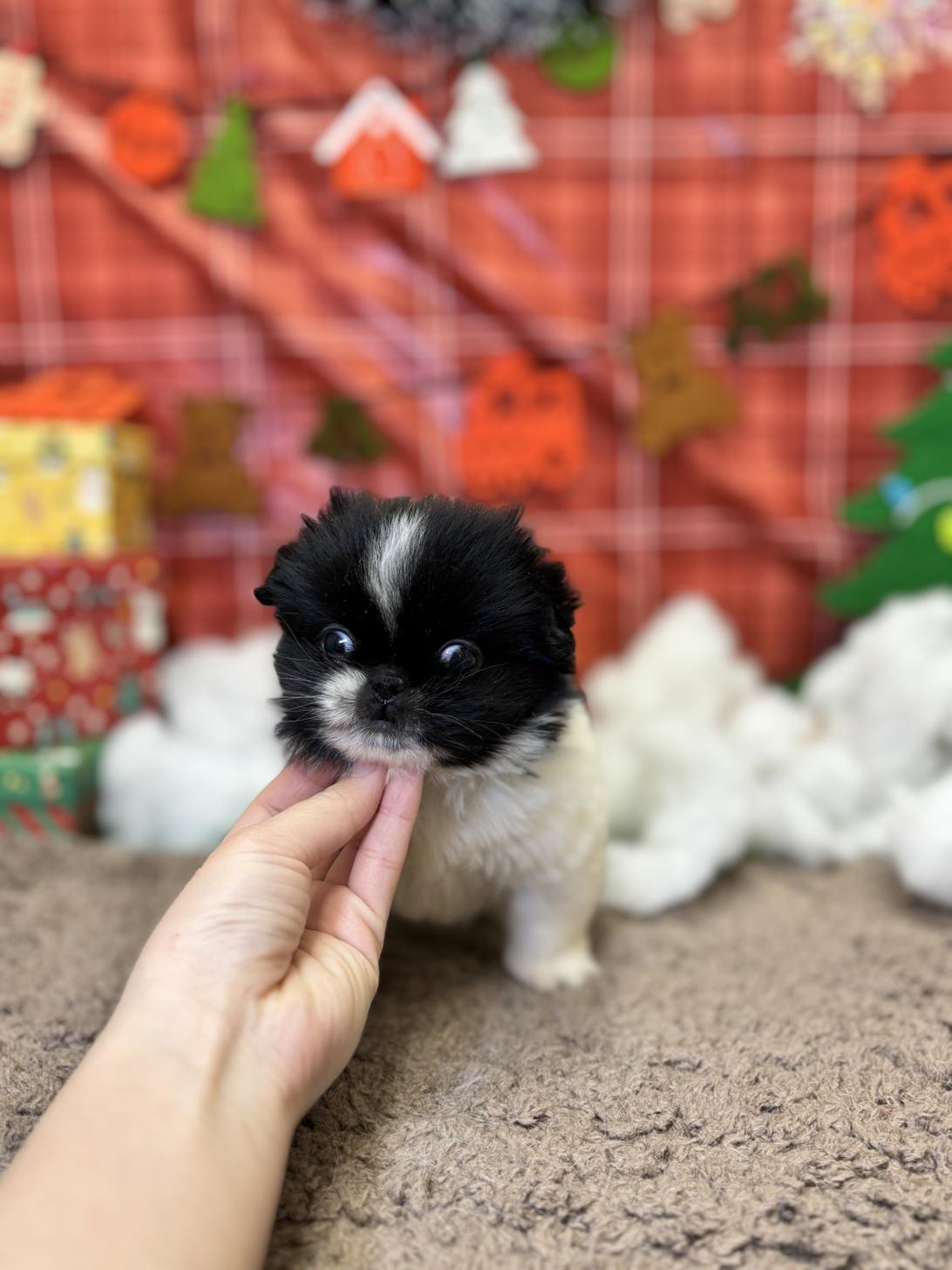 北海道のハーフ犬・ミックス犬 (ラブワンコ平岸店/2025年10月25日生まれ/女の子/ブラックホワイト)の子犬