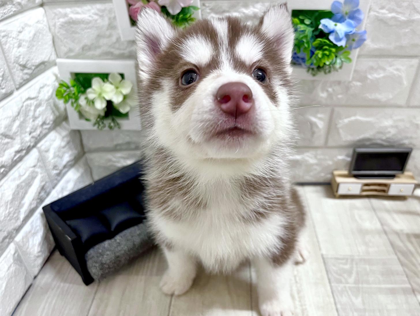 和歌山県のシベリアンハスキー (DOGMAN和歌山店/2026年2月1日生まれ/女の子/チョコレートホワイト)の子犬の1枚目の画像