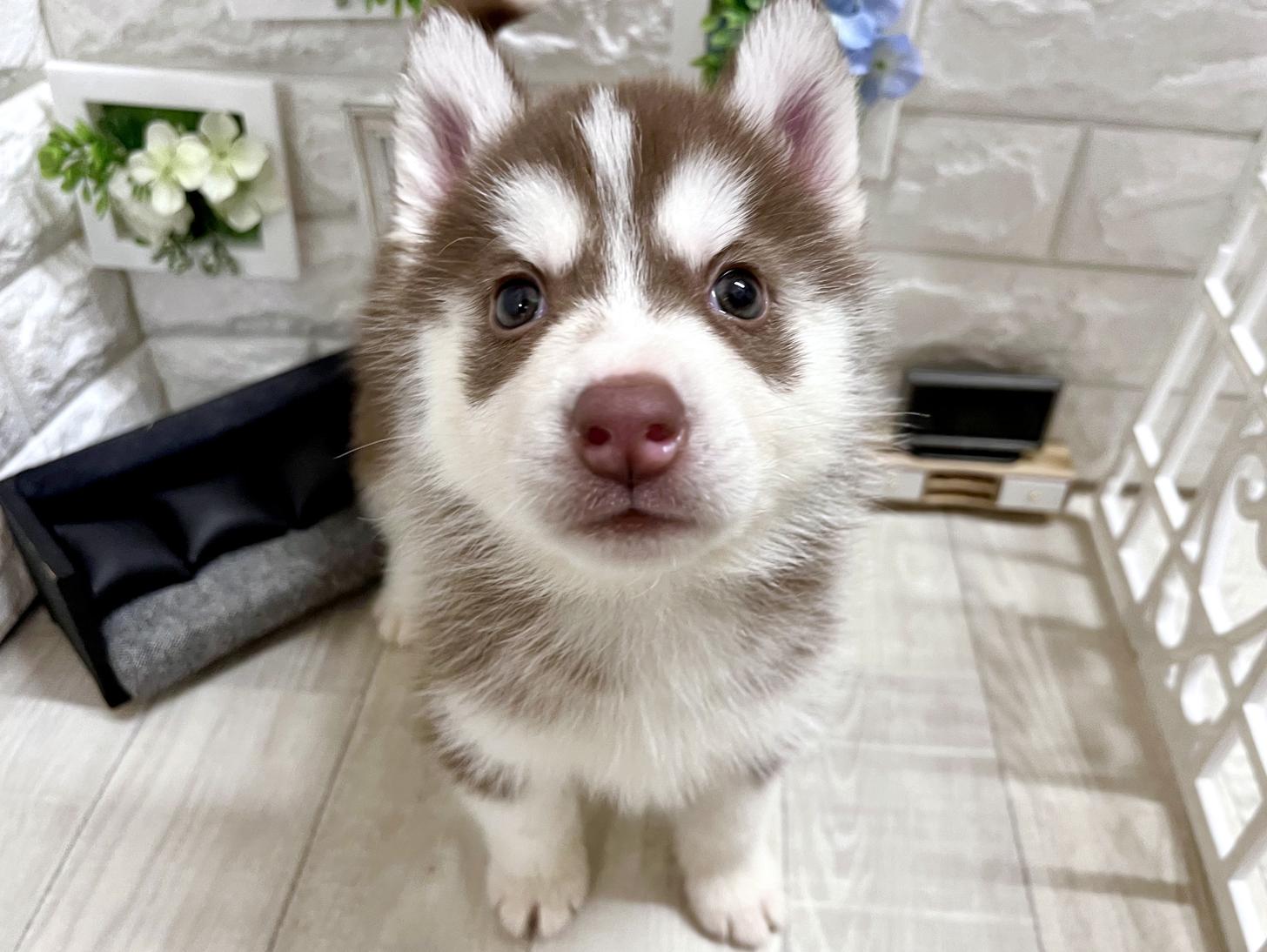 和歌山県のシベリアンハスキー (DOGMAN和歌山店/2026年2月1日生まれ/女の子/チョコレートホワイト)の子犬の2枚目の画像