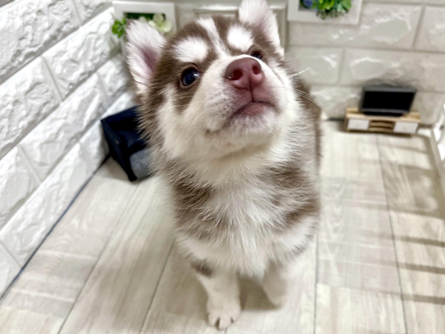 和歌山県のシベリアンハスキー (DOGMAN和歌山店/2026年2月1日生まれ/女の子/チョコレートホワイト)の子犬の3枚目の画像