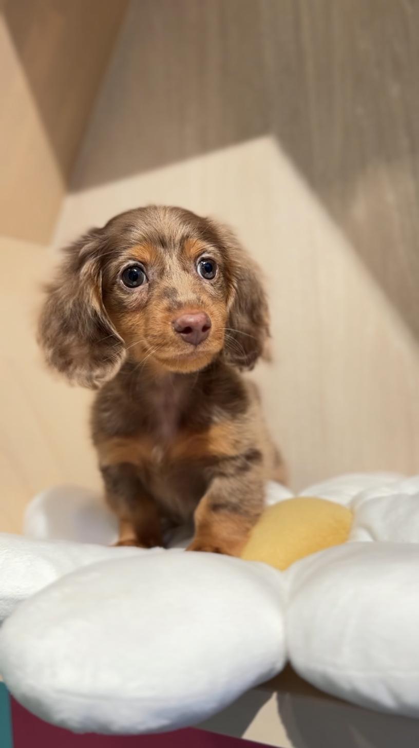 埼玉県のミニチュアダックスフンド(ロング) (PET SHOP Tiny tales/2025年11月8日生まれ/男の子/チョコレートダップル)の子犬の1枚目の画像