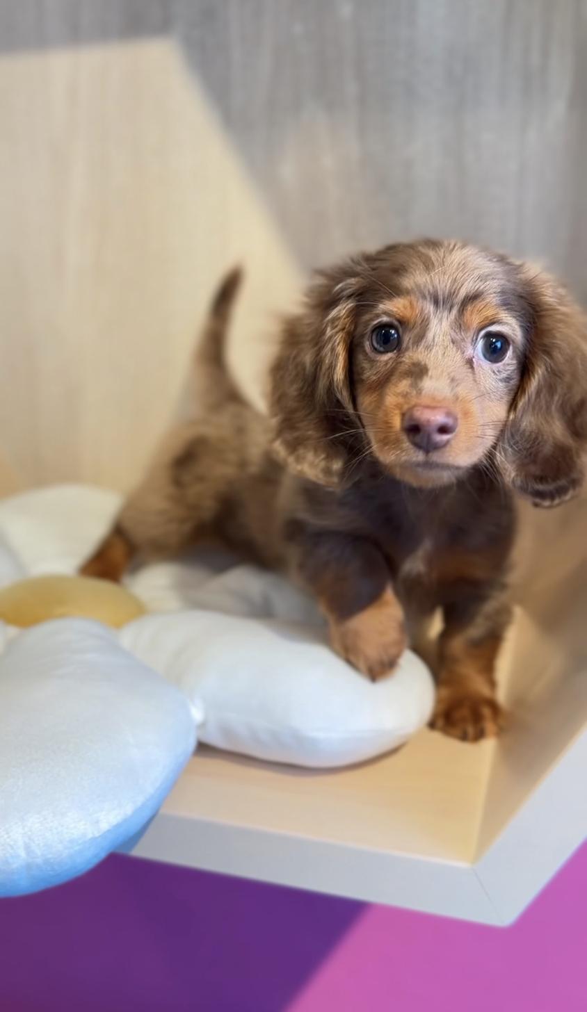 埼玉県のミニチュアダックスフンド(ロング) (PET SHOP Tiny tales/2025年11月8日生まれ/男の子/チョコレートダップル)の子犬の2枚目の画像