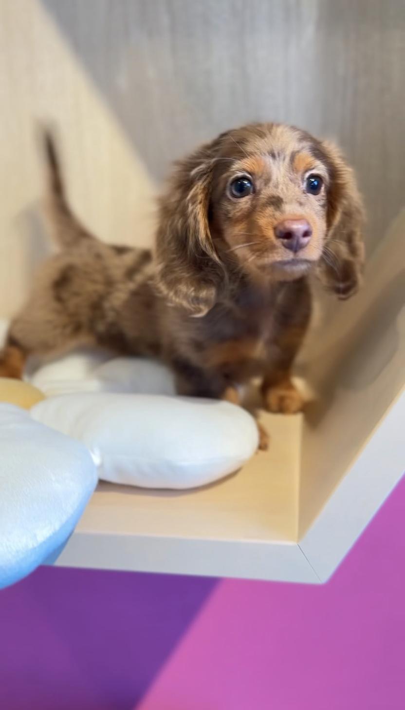 埼玉県のミニチュアダックスフンド(ロング) (PET SHOP Tiny tales/2025年11月8日生まれ/男の子/チョコレートダップル)の子犬の3枚目の画像