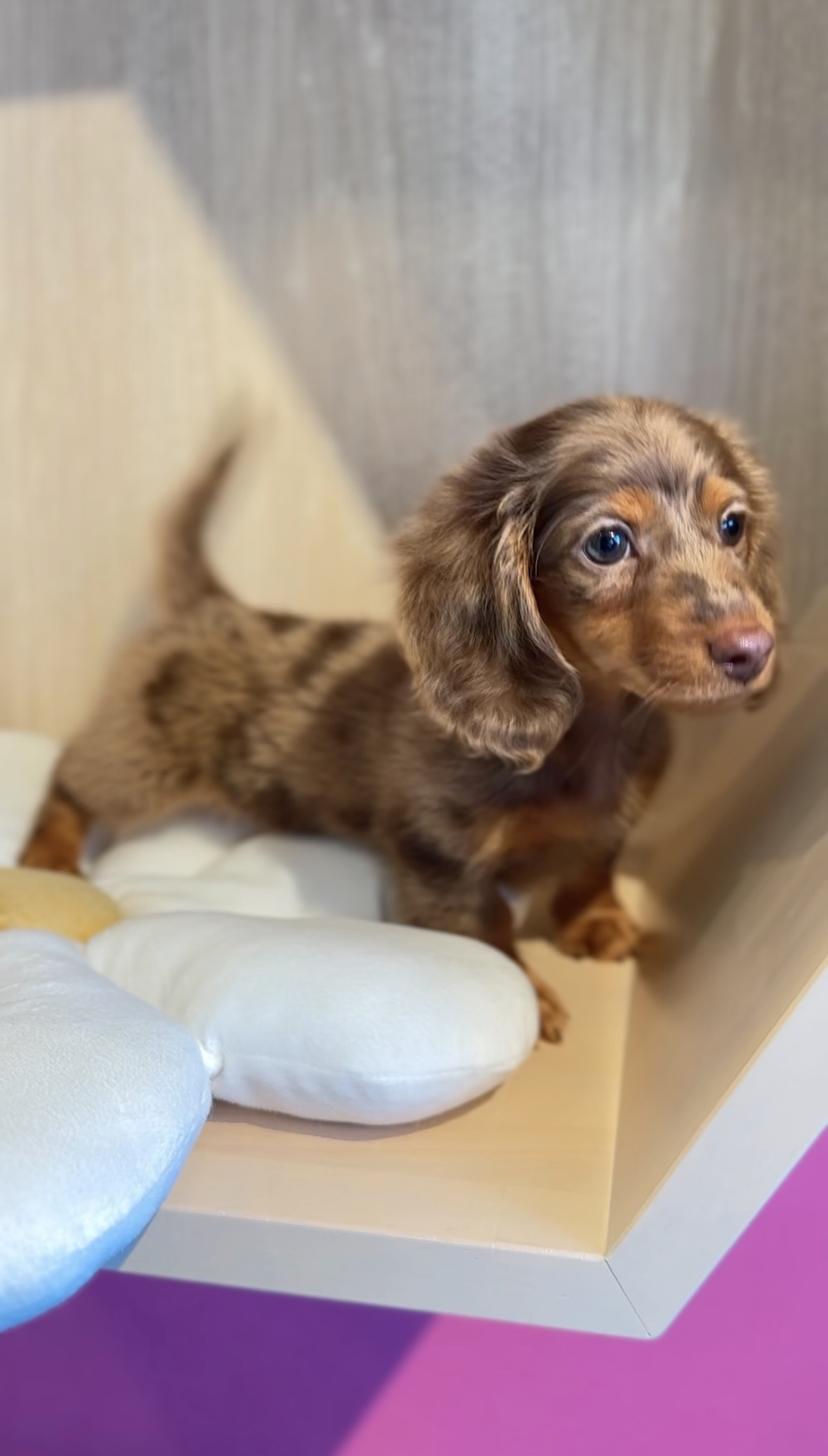 埼玉県のミニチュアダックスフンド(ロング) (PET SHOP Tiny tales/2025年11月8日生まれ/男の子/チョコレートダップル)の子犬の4枚目の画像