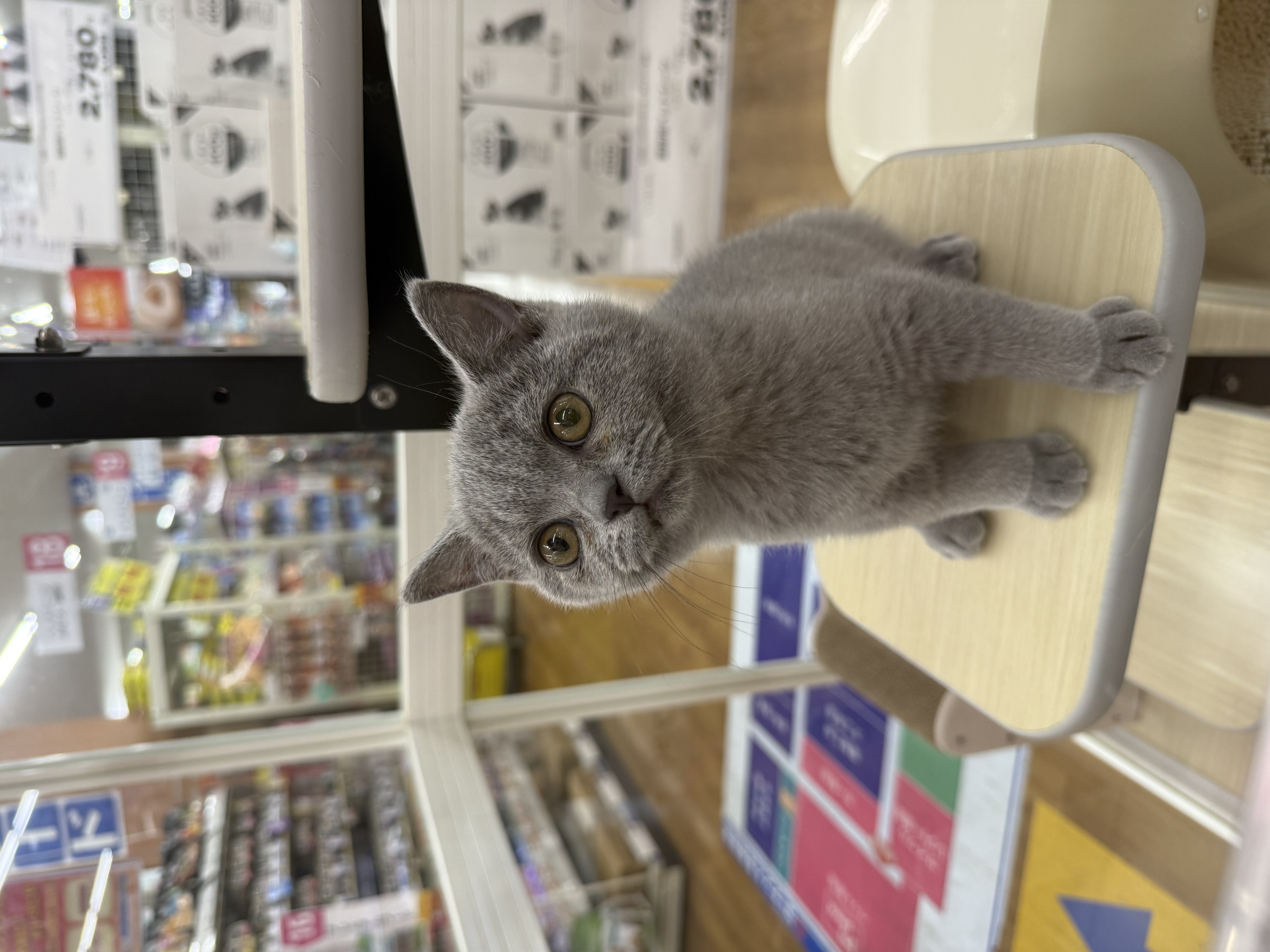大阪府のブリティッシュショートヘアー (ペットプラザ大東御領店/2026年6月19日生まれ/男の子/ブルー)の子猫の4枚目の画像