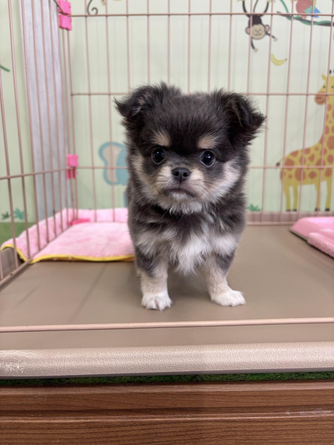 愛知県のチワワ(ロング) (子いぬの足あと/2026年3月8日生まれ/男の子/ブルータン)の子犬