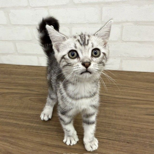 東京都のアメリカンショートヘアー (ペッツコンシェルMitteN府中店/2026年7月23日生まれ/女の子/シルバータビー)の子猫