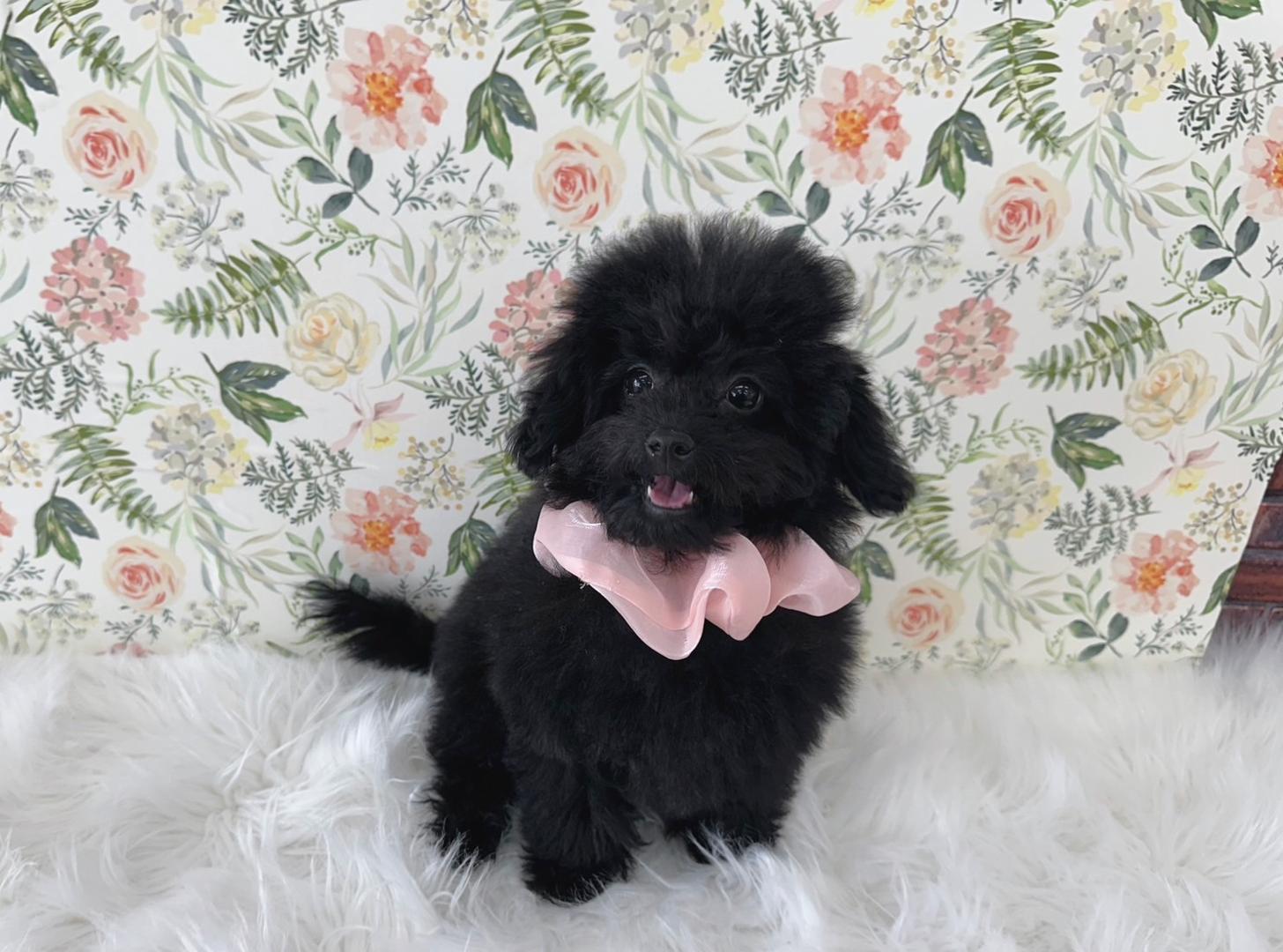 大阪府のマルプー(マルチーズ×プードル) (ぱぴぷぺっと大阪店/2025年9月3日生まれ/女の子/ブラック)の子犬の1枚目の画像