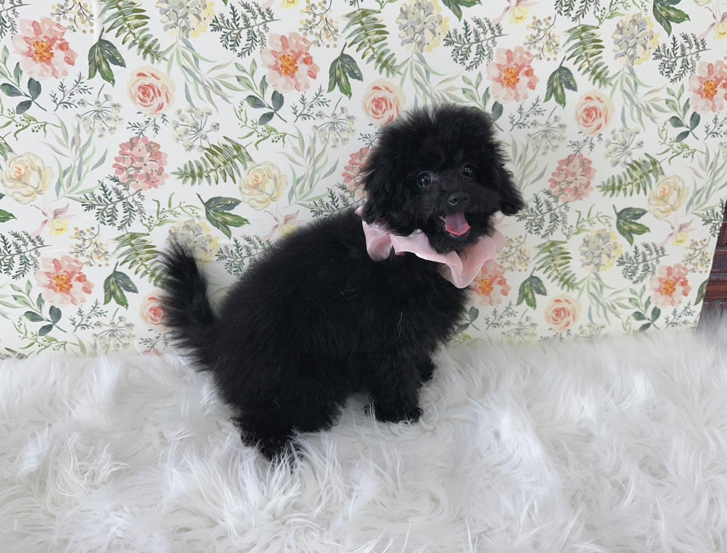 大阪府のマルプー(マルチーズ×プードル) (ぱぴぷぺっと大阪店/2025年9月3日生まれ/女の子/ブラック)の子犬の3枚目の画像