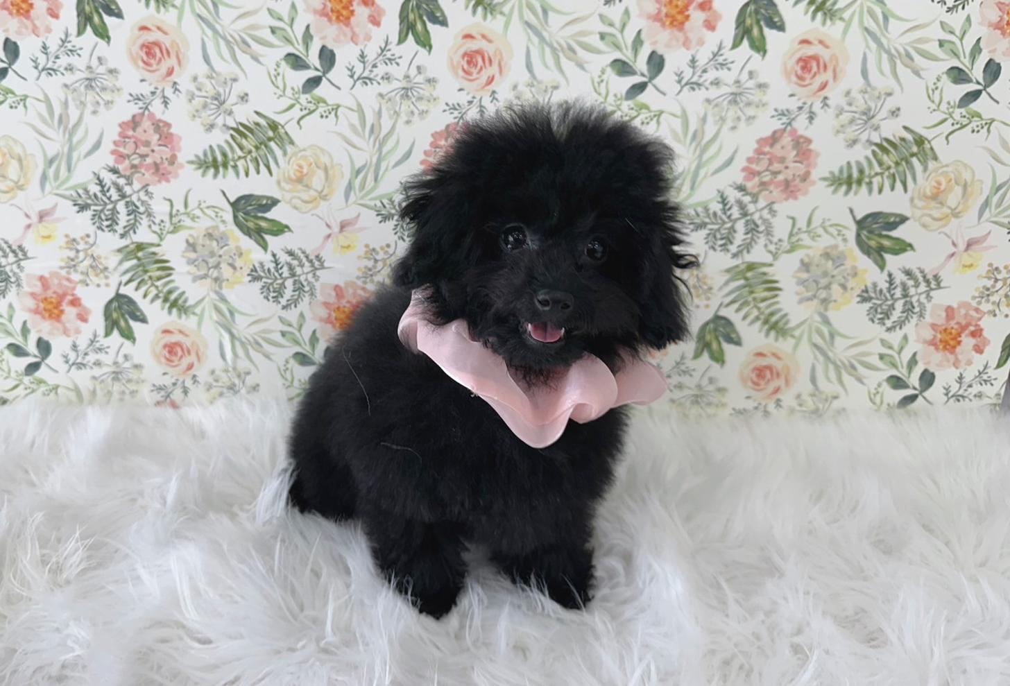 大阪府のマルプー(マルチーズ×プードル) (ぱぴぷぺっと大阪店/2025年9月3日生まれ/女の子/ブラック)の子犬の4枚目の画像