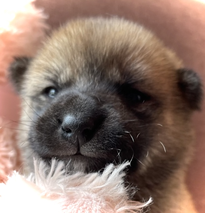 神奈川県の豆柴 (Puppyカフェ/2025年4月11日生まれ/女の子/赤)の子犬の2枚目の画像