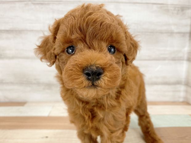 新潟県のトイプードル(トイ) (竹内ペット 新津本店/2026年5月16日生まれ/男の子/レッド)の子犬の1枚目の画像