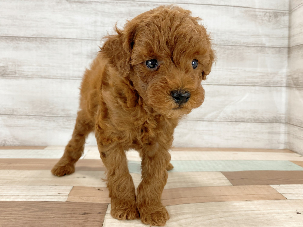 新潟県のトイプードル(トイ) (竹内ペット 新津本店/2026年5月16日生まれ/男の子/レッド)の子犬の2枚目の画像
