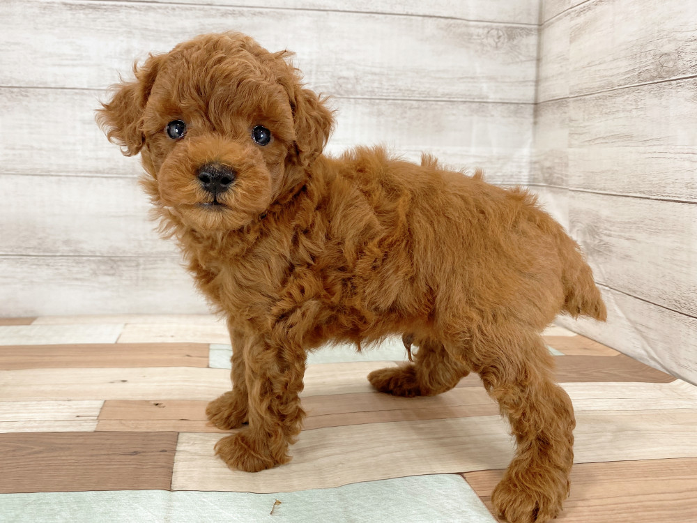 新潟県のトイプードル(トイ) (竹内ペット 新津本店/2026年5月16日生まれ/男の子/レッド)の子犬の3枚目の画像