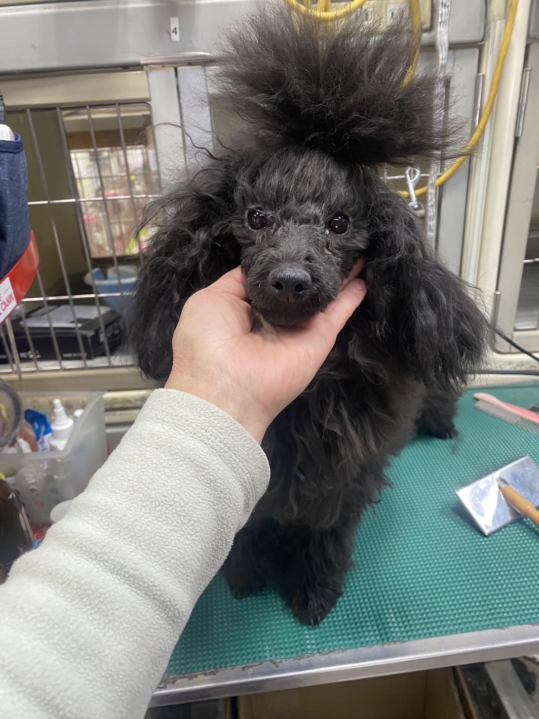 滋賀県のトイプードル(トイ) (ナカニシケンネル/2025年4月2日生まれ/女の子/ブラック)の子犬