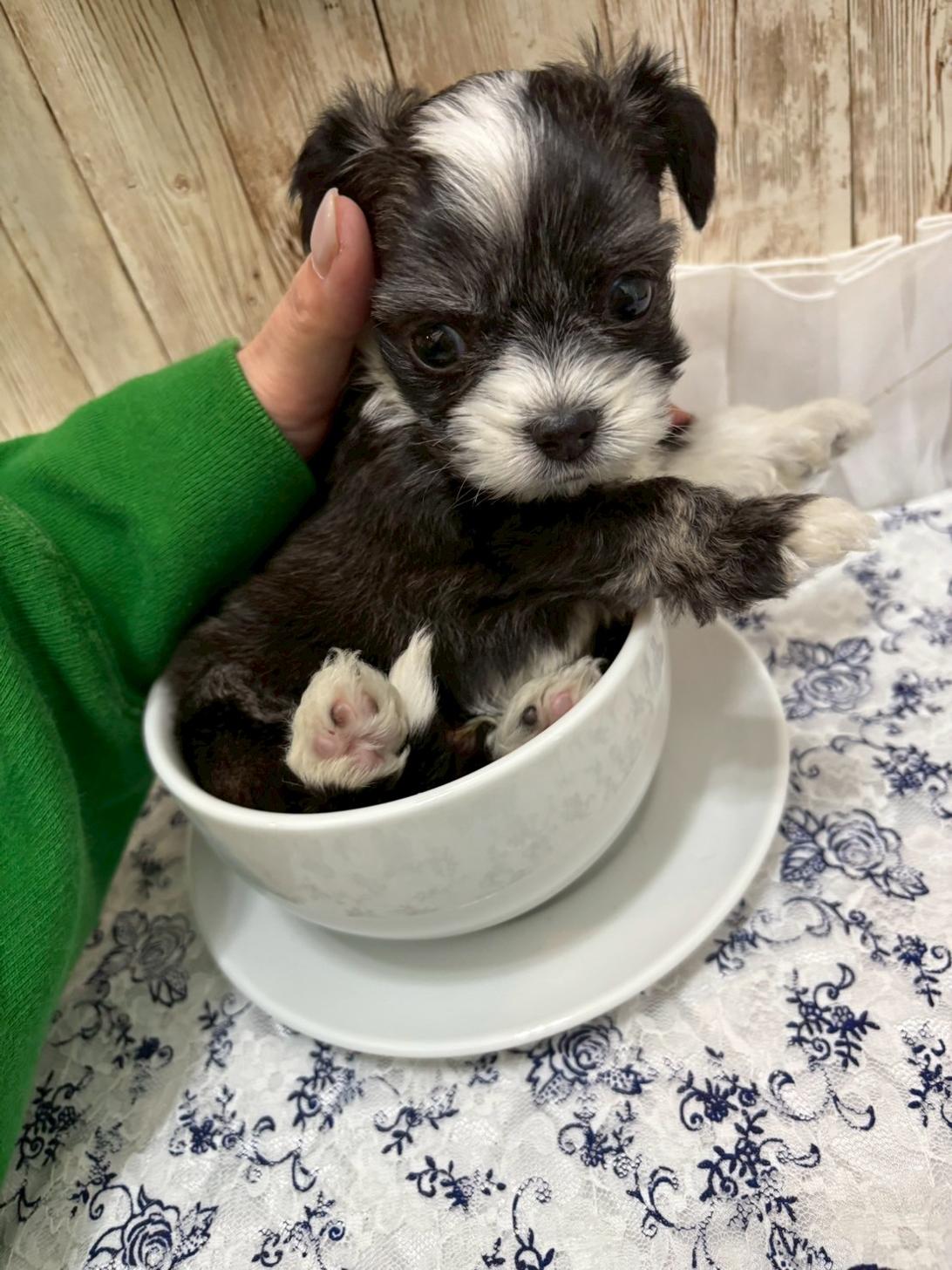 埼玉県のハーフ犬・ミックス犬 (ADELE PETS/2025年3月10日生まれ/男の子/ブラックホワイト)の子犬