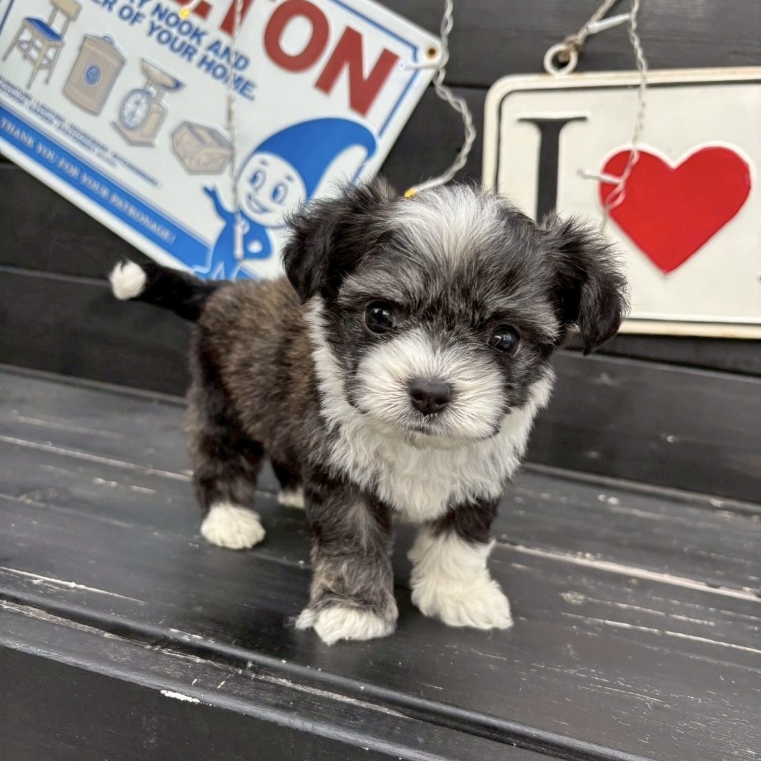 埼玉県のハーフ犬・ミックス犬 (ADELE PETS/2025年3月10日生まれ/男の子/ブラックホワイト)の子犬